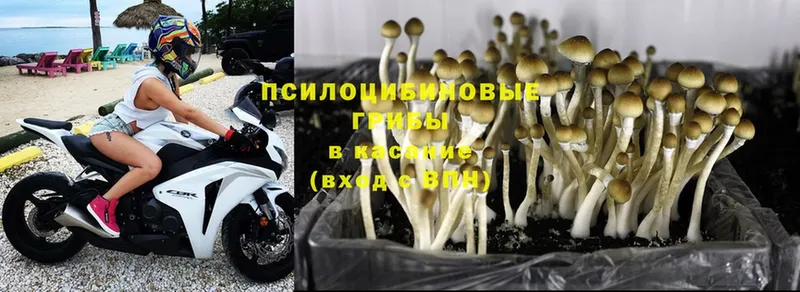 купить наркотик  ссылка на мегу   Псилоцибиновые грибы Cubensis  Александров 